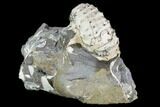Discoscaphites Gulosus Ammonite - South Dakota #110579-2